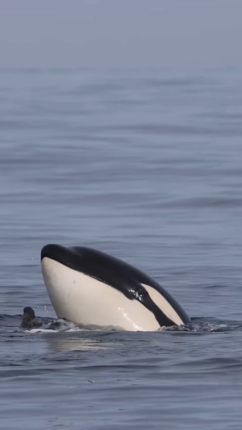 Orca whale in the sea Stock Footage 318271809