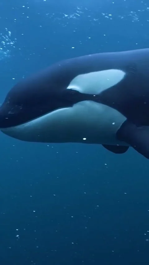 Orca whale in the sea Stock Footage 318271870