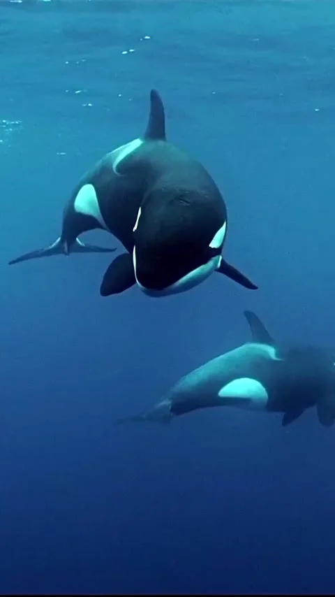 Orca whale in the sea Stock Footage 318864376