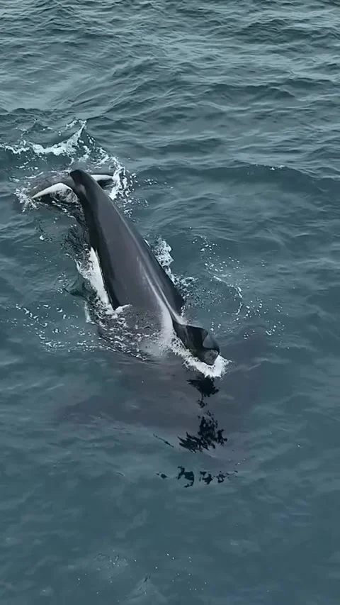 Orca whale in the sea Stock Footage 321231076