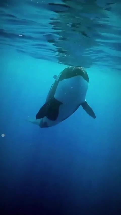 Orca whale in the sea Stock Footage 321235042