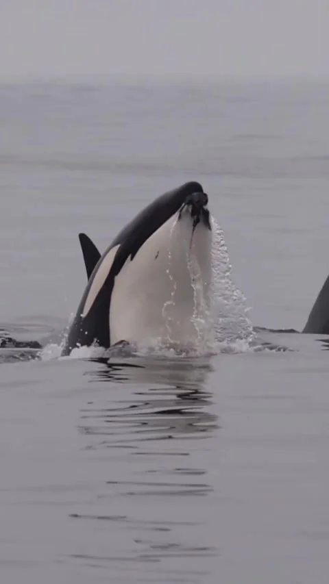 Orca whale in the sea Stock Footage 321509109