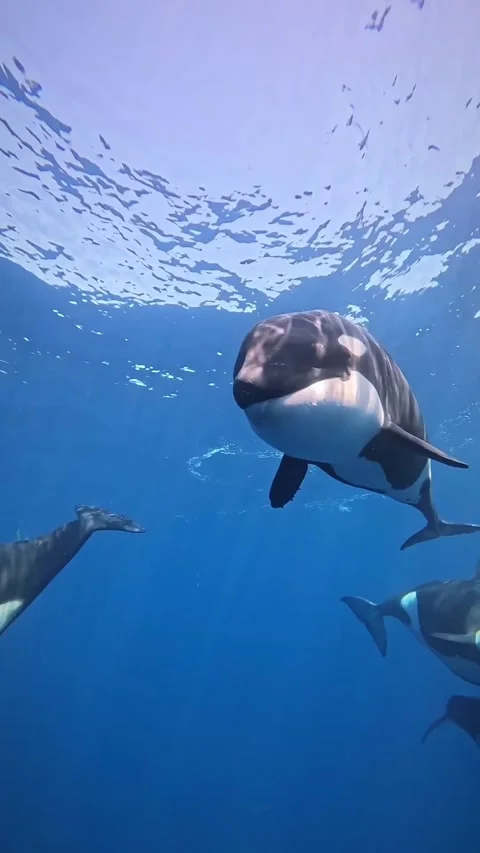 Orca whale in the sea Stock Footage 321511503