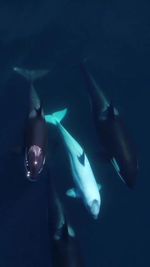 Orca whale in the sea Stock Footage 321751366