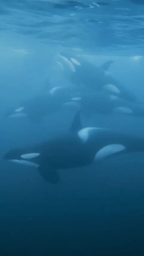 Orca whale in the sea Stock Footage 321751414