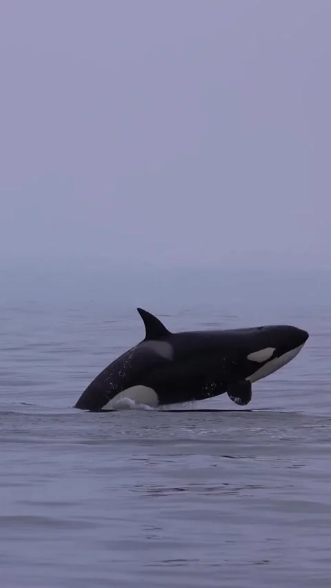 Orca whale in the sea Stock Footage 321751431