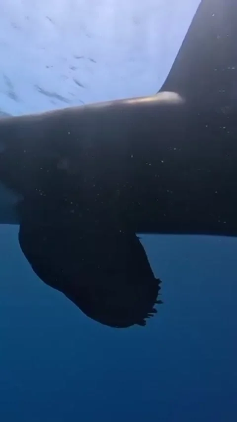 Orca whale in the sea Stock Footage 328528559