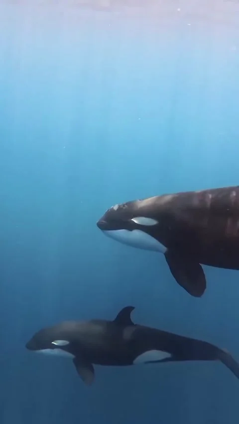 Orca whale in the sea Stock Footage 328528578