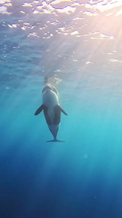 Orca whale in the sea Stock Footage 328528579