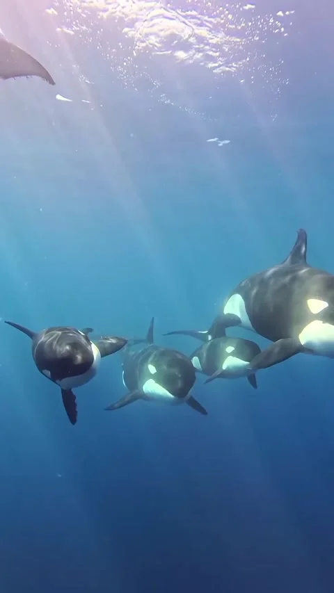 Orca whale in the sea Stock Footage 328528584
