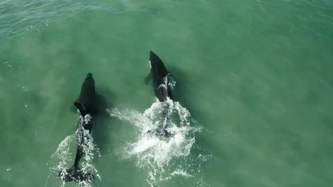 Orca whales play through Shallow Waves - New Zealand Stock Footage