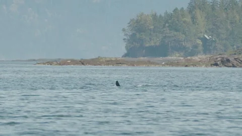 Orcas breach surface to breathe along Vancouver Island coastline, Pacific Stock Footage 243901182
