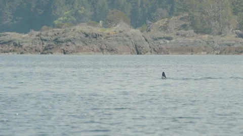 Orcas break surface to spout and breathe near Vancouver Island coast, Stock Footage 243900410