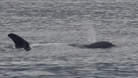 Orca's in British Columbia Video stock 83392201