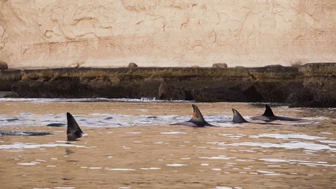 Orcas group swimming close to the shore at sunset with large cliffs behind Stock Footage 109474668