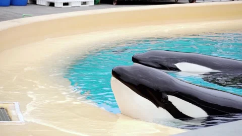 Orcas in Loro Parque Tenerife accommodation pool 스톡 동영상 193387765