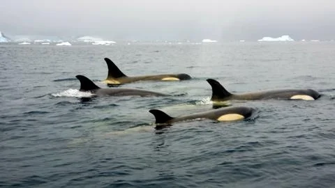 Orcas 写真素材