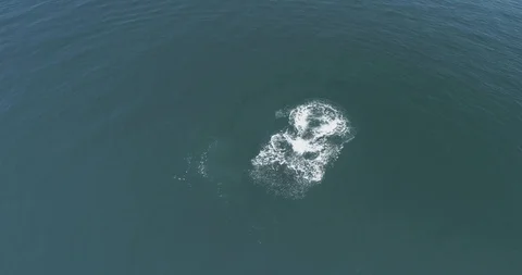 Orcas, Sea of Cortes. 库存影片 94550342