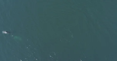 Orcas, Sea of Cortes. Vidéo 101414998