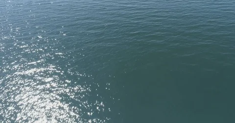 Orcas, Sea of Cortes. Stock Footage 101415207