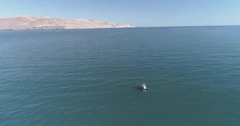 Orcas, Sea of Cortes. Stock Footage 101415300