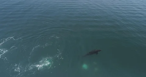 Orcas, Sea of Cortes. 库存影片 101415708