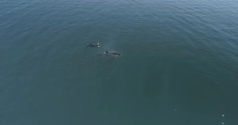 Orcas, Sea of Cortes. 库存影片 101415719