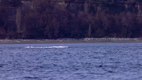 Orcas splashing in slow motion while hunting a sea lion on Vancouver Island Vídeos de archivo 345087546