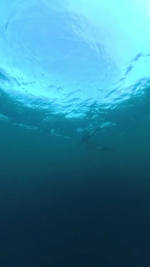 Orcas swimming underwater during the herring run in Norway Stock Footage 342018895