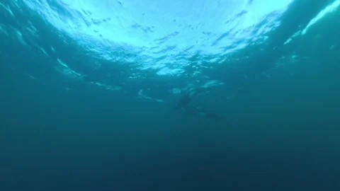 Orcas swimming underwater during the herring run in Norway Stock Footage 342018930