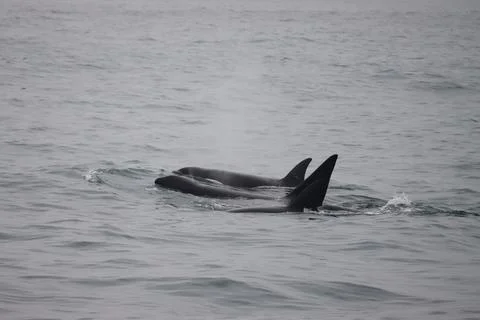Orcas in the water Stock Photos