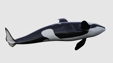 Orcas whale roll side to side Vidéo 245353169