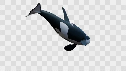 Orcas whale swimming on a circular path Video stock 244982317