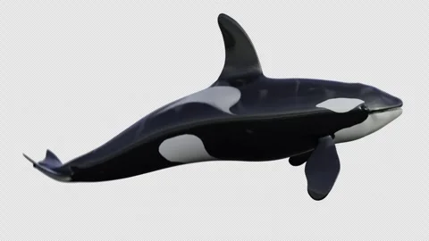 Orcas whales swimming loop side view Vidéo 245353172