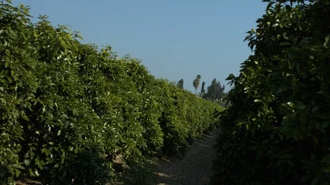 Orchard 0003 Stock Footage 113118407