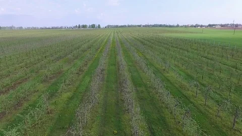 Orchard 2 Stock Footage 102051563