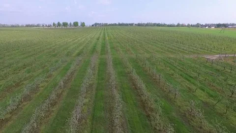 Orchard 3 Stock Footage 102051646