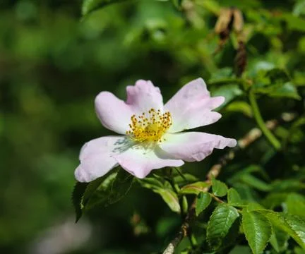 Orchard apple or table apple tree (Malus domestica) Foto stock