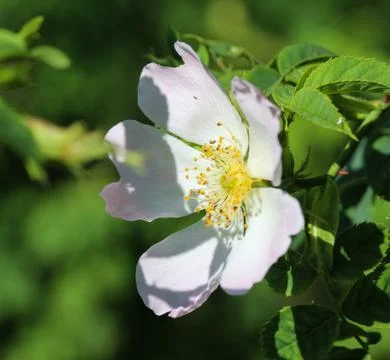 Orchard apple or table apple tree (Malus domestica) Stock Photos