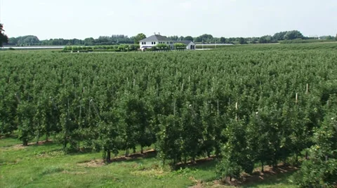Orchard apple trees grafted on dwarfing rootstocks  - vehicle shot Stock Footage 27672813