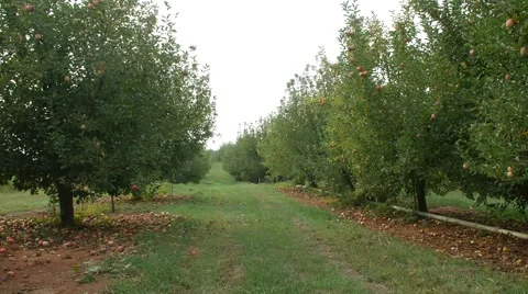 Orchard with Apples Stock Footage 55696524