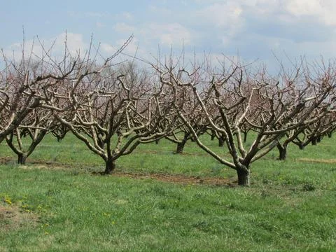 Orchard with bare fruit trees Stock Photos