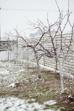 An orchard of bare trees with snow-dusted branches during an unexpected spring Stock Photos