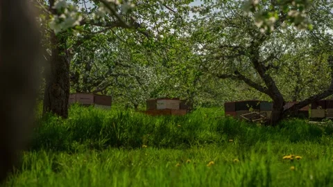 Orchard with Bee Hives Timelapse Stock Footage 310563773