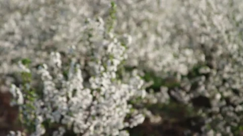 Orchard of blooming sour cherry trees Stock Footage