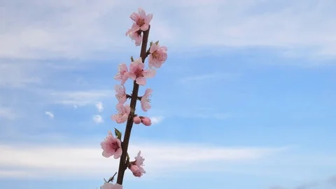 Orchard blooming spring garden. Vidéo 74289209