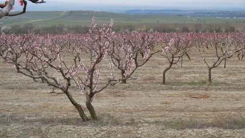 Orchard blooming spring garden. Video stock 74289613