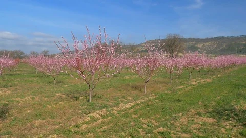 Orchard blooming spring garden. Video stock 74289929