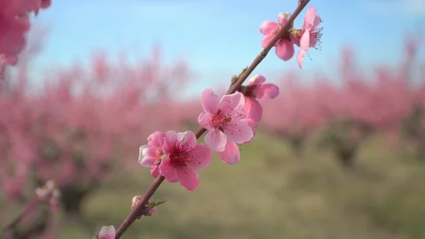 Orchard blooming spring garden. Vídeos de archivo 111948442