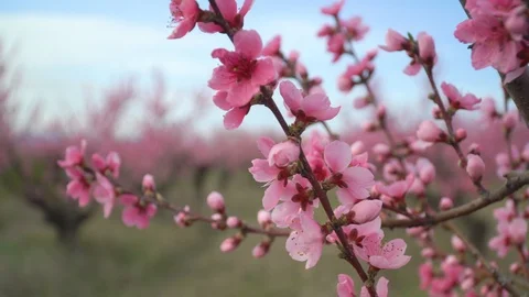 Orchard blooming spring garden. Видео 111948476